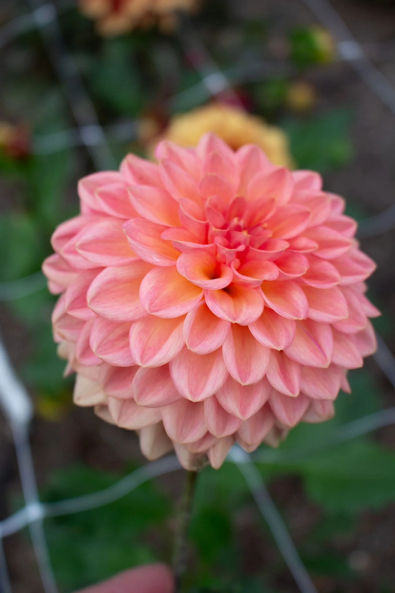 Dahlia : Lark's Ebbe — ciderpress lane